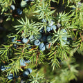 jalovec obecný Juniperus communis jehličí modré plody