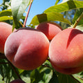 Prunus persica broskev červenožluté žíhané plody