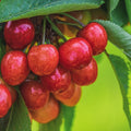 třešeň Prunus avium červené plody