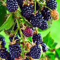 ostružina Rubus fruticosus černé plody