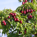 dřín velkoplodý Cornus mas červené plody