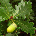 dub letní Quercus robur