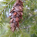 douglaska tisolistá Pseudotsuga menziesii šišky