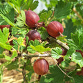 angrešt ribes uva-crispa plody