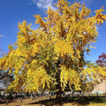 jinan dvoulaločný ginkgo biloba strom