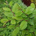 habr obecný Carpinus betulus