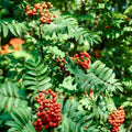 jeřáb sorbus aucuparia plody