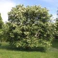jasan manový Fraxinus ornus strom