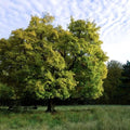 javor babyka acer campestre dospělý strom