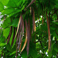 katalpa trubačovitá Catalpa bignonioides