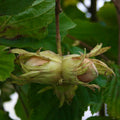 lískový oříšek plody corylus avellana