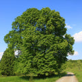 lipa velkolistá strom tilia platyphyllos