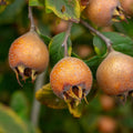mišpule plody mespilus germanica