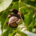 ořešák královský Juglans regia ořechy plody