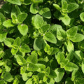 bylinky aromatické léčivé medicinal herbs