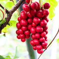 Schizandra