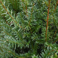 tis červený Taxus baccata