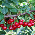višeň Prunus cerasus červené plody