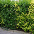 ptačí zob živý plot Ligustrum vulgare