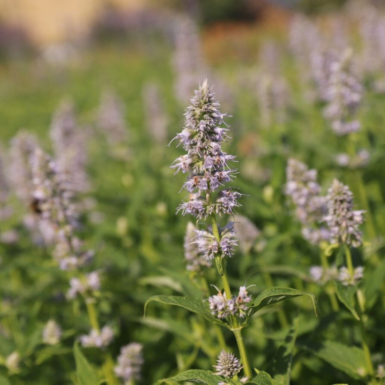 Agastache Blue fortune jedlé kvety 	
TJKAGBLFOK