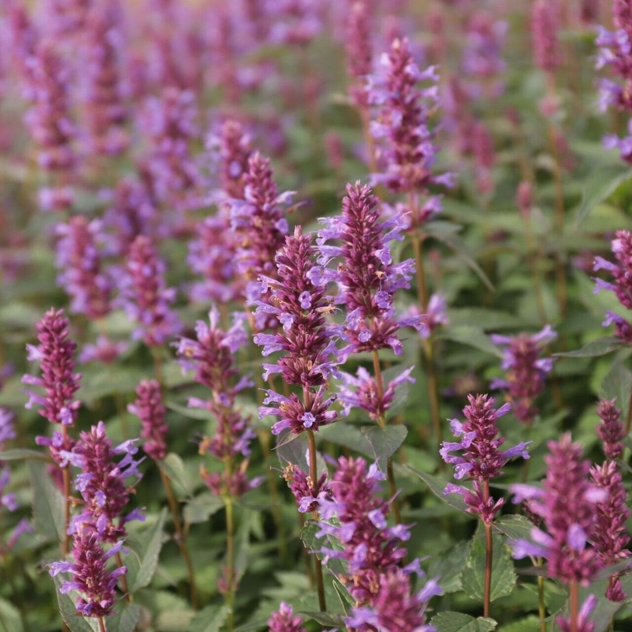 Agastache Purple Haze jedlé kvety fialové 		
TJKAGPUHAK