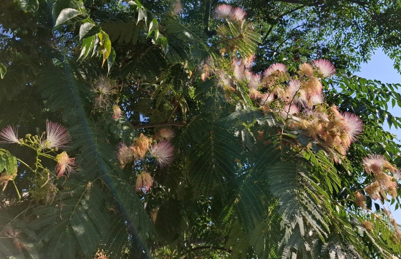 Strom albízie hodvábnej, A. Miklošová