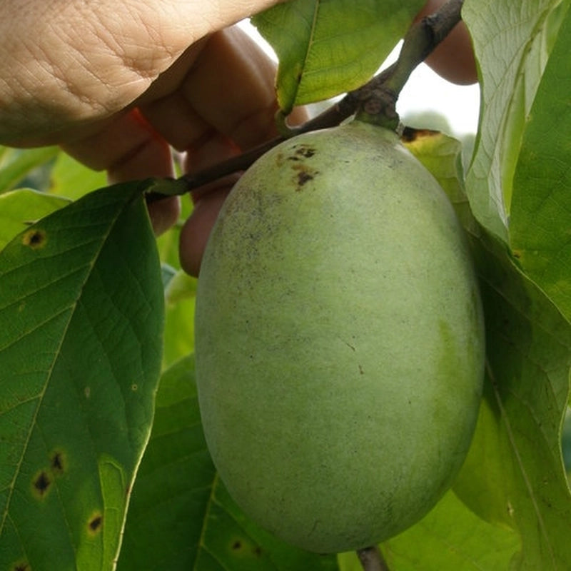 Asimina ovocná Susquehanna s rukou autora odrody, R. N. Peterson