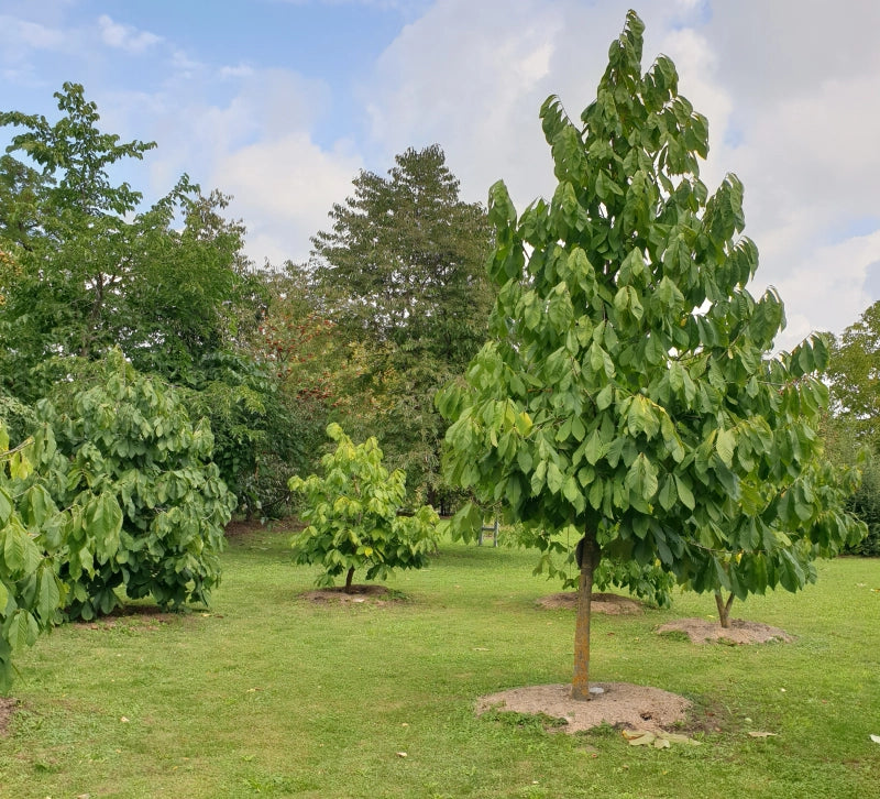 Asimina ovocná Shenandoah™ Peterson