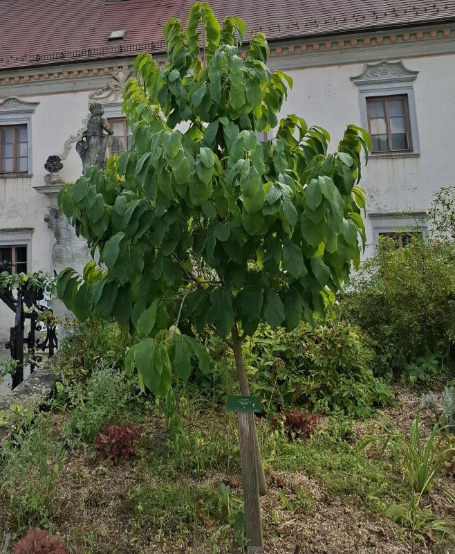 Asimina ovocná Susquehanna - mladý strom v Arche Noah, A. Miklošová