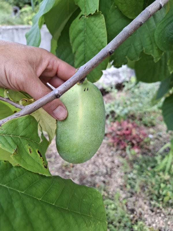 Asimina ovocná Susquehanna ešte nezrelý plod v auguste 2024, A. Miklošová