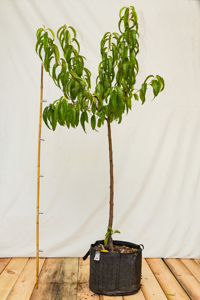 broskyňa prunus persica Flamingo  airpot