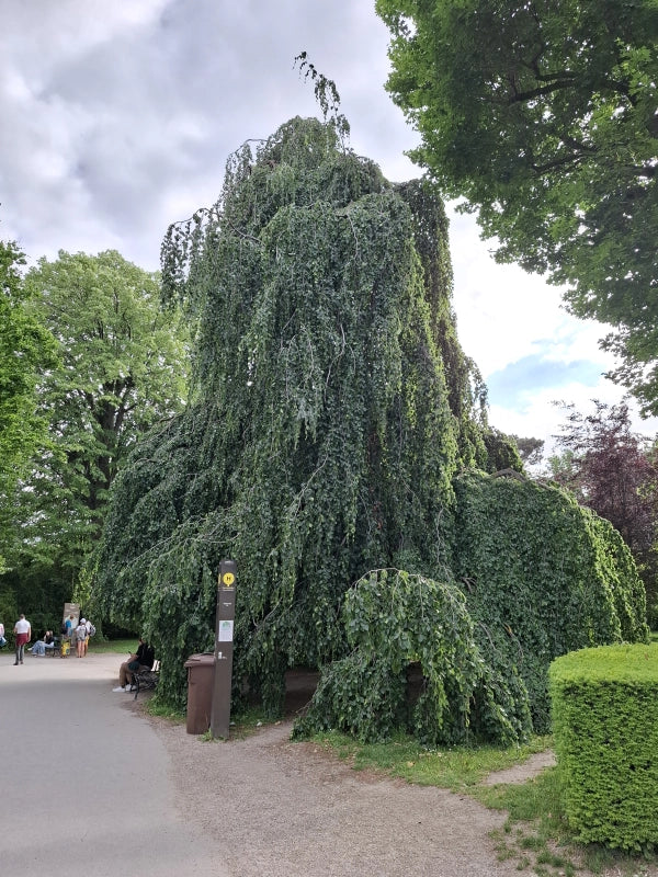 Buk lesní Pendula