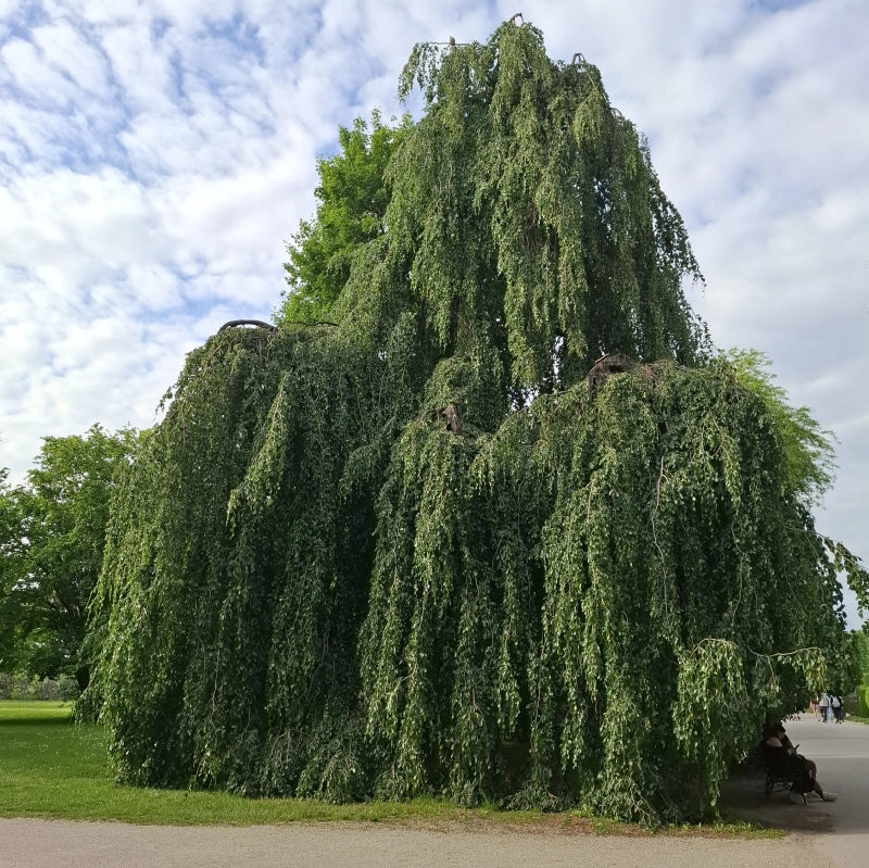 Buk lesní Pendula