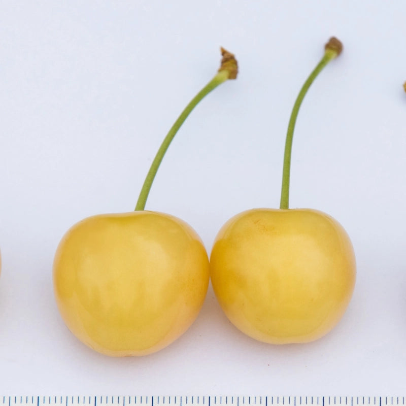 Čerešňa Paula - plody s mierkou, Fruit Tech Centre