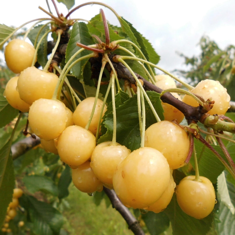 Čerešňa Paula, plody na strome, Fruit Tech Centre