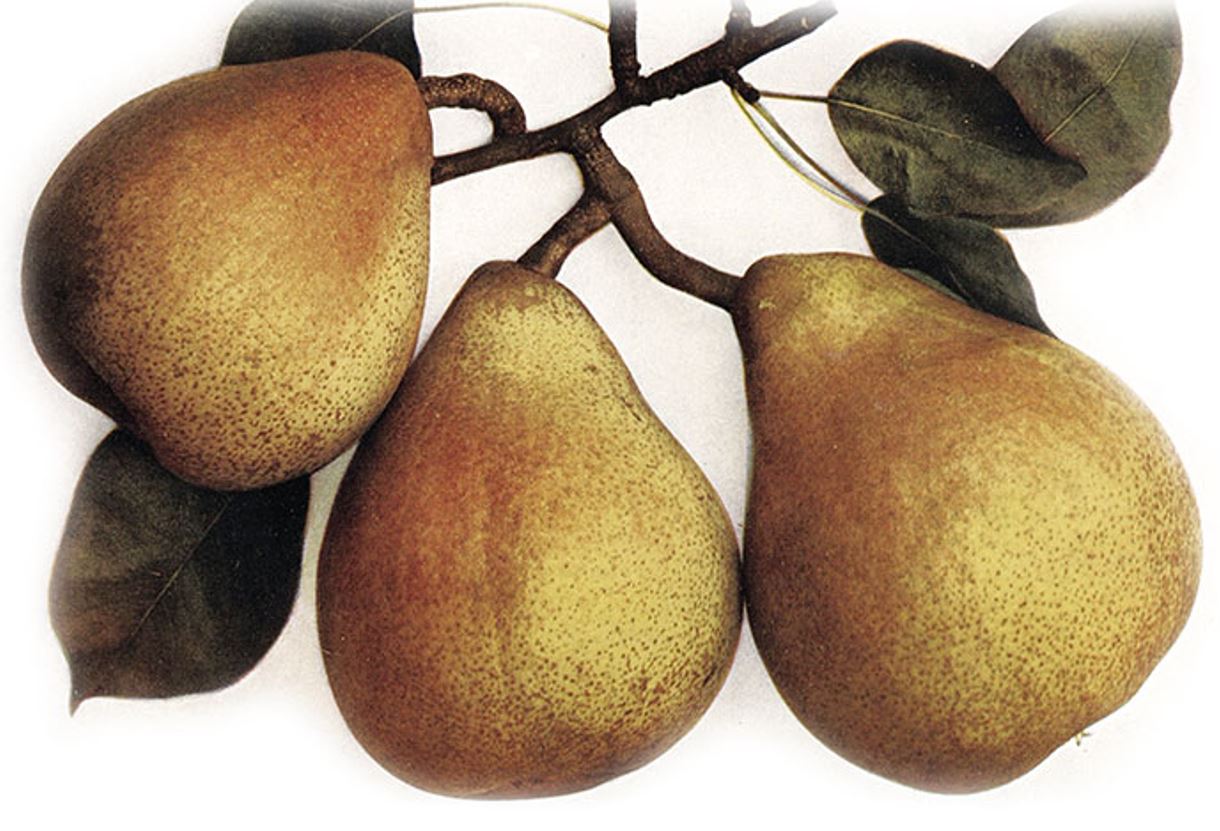 Hrušeň Dekanka Robertova