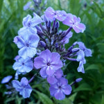 Flox metlinatý Phlox paniculata ´Blue Boy´ jedlé kvety  	
TKBPHLBLUBOYK