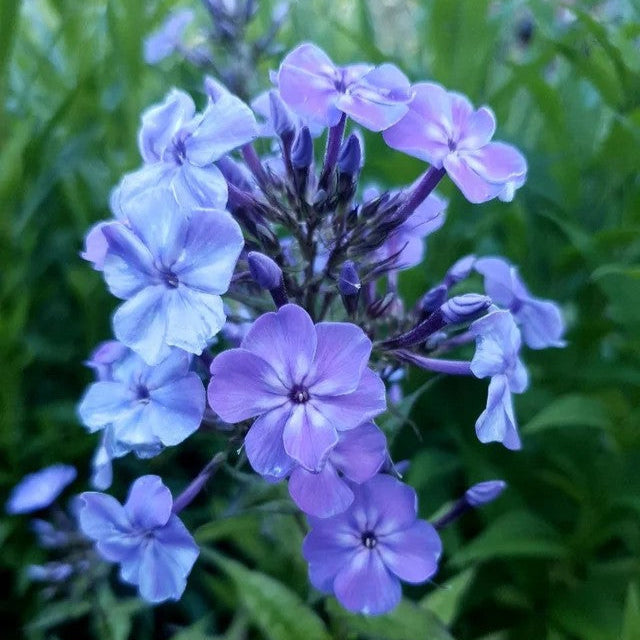Flox metlinatý Phlox paniculata ´Blue Boy´ jedlé kvety  	
TKBPHLBLUBOYK