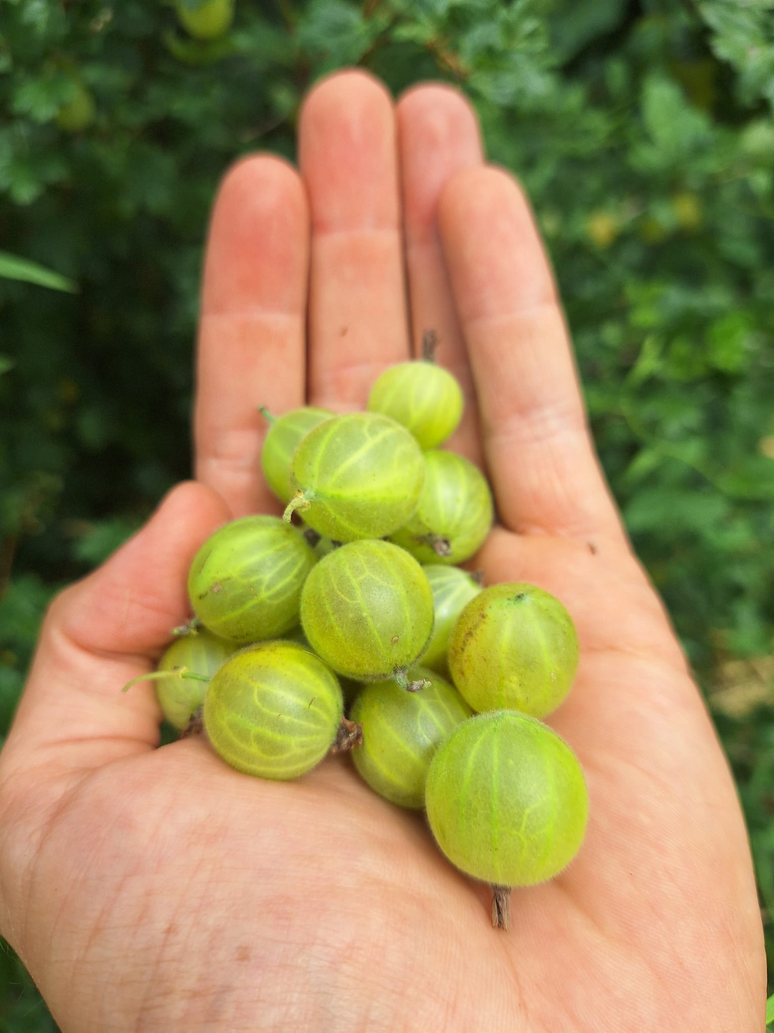 Hinnonmäki zelený, J. Veselý