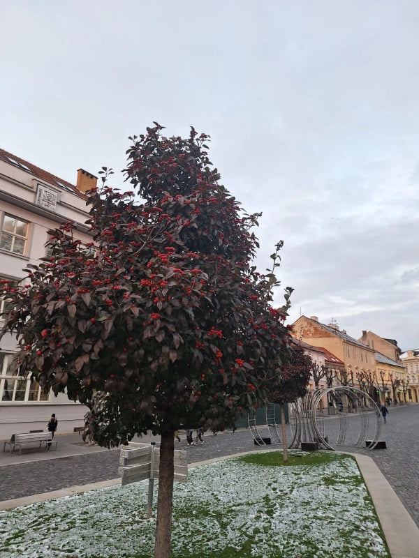 Hloh Lavallův