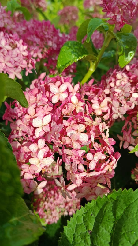 Hortenzie stromečkovitá Candybelle® Sorbet