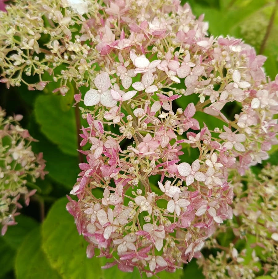 Hortenzie stromečkovitá Candybelle® Marshmallow