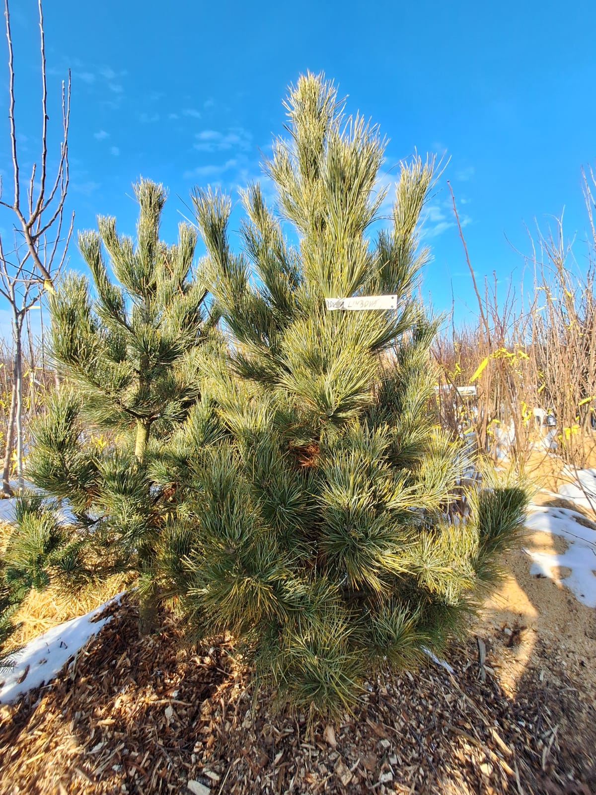 borovica limbová 		
IBORLIMB Pinus cembra