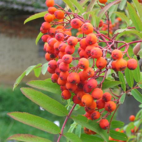 Jeřáb moravský sladkoplodý