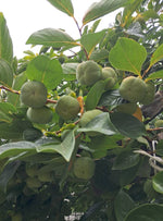 Nezrelé plody hurmi kaki Jiro, foto: Mirka Mirinda