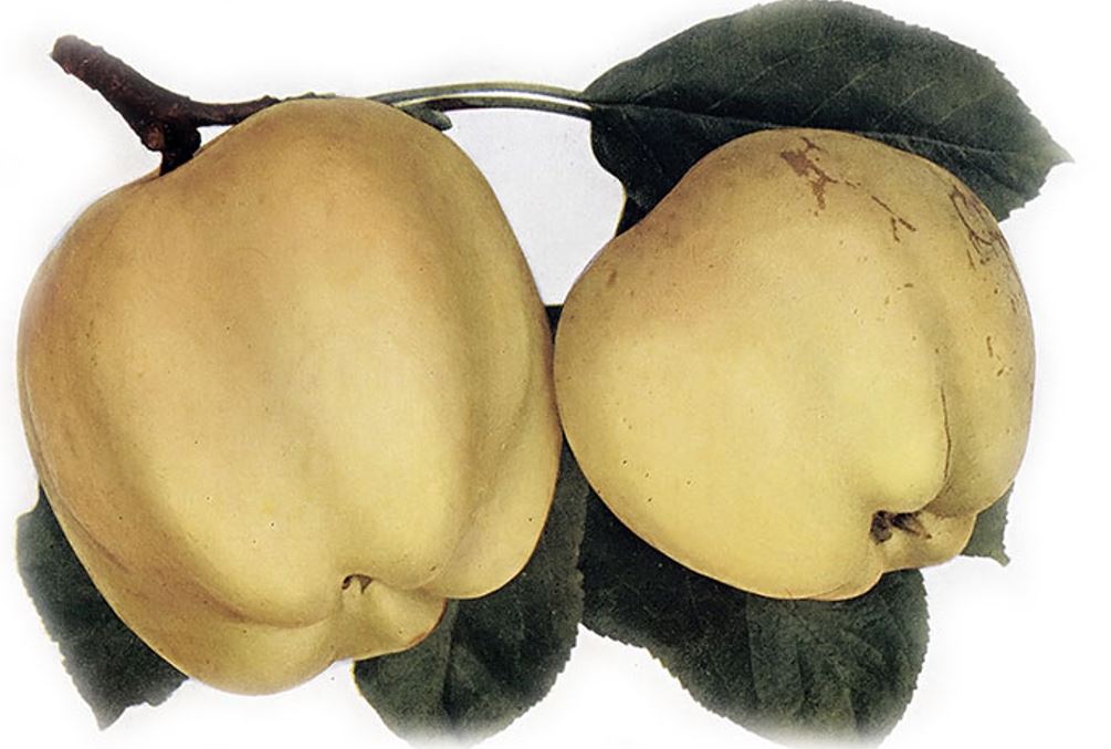 Jabloň Kalvil bílý zimní