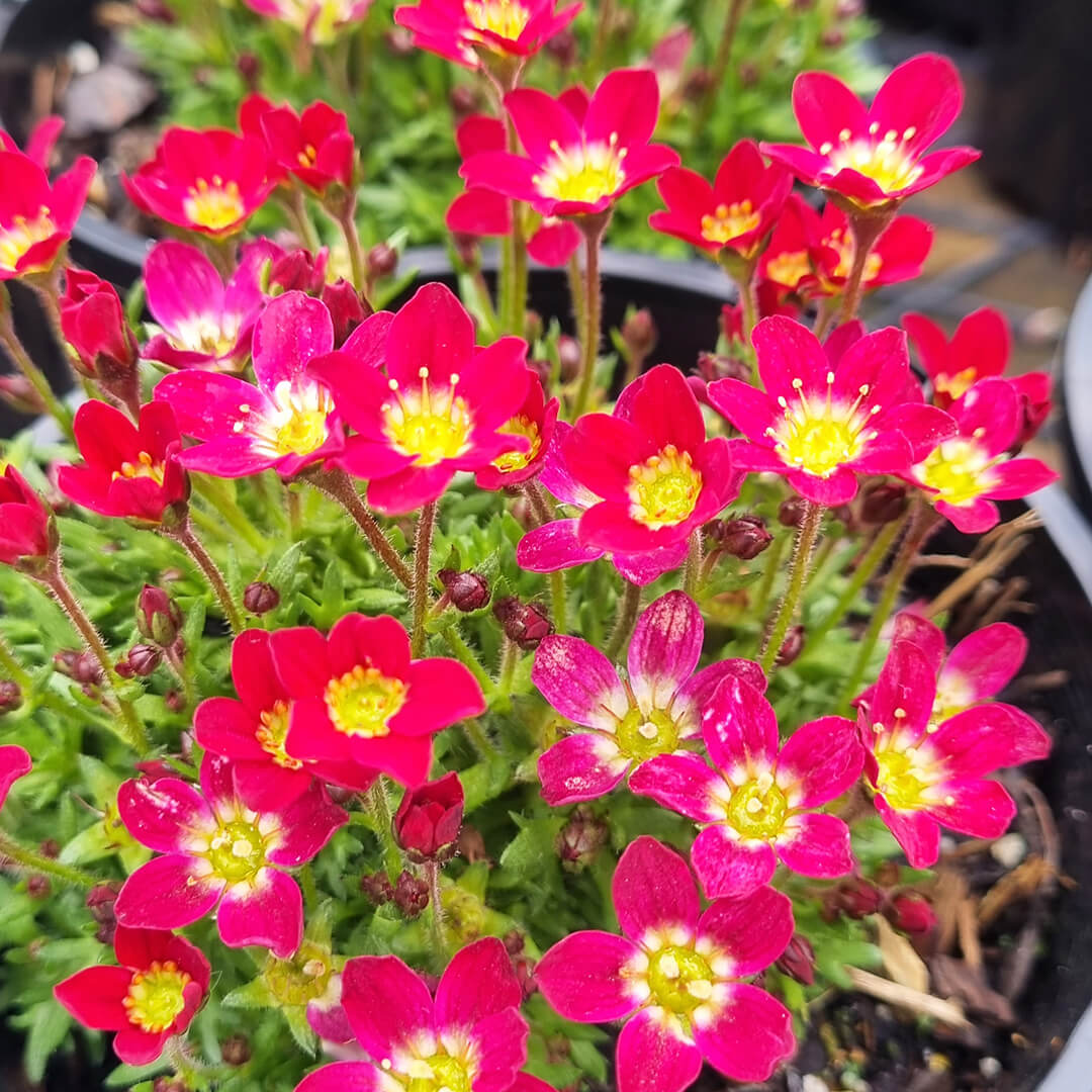 Saxifraga x arendsii ´Highlander Red´ Lomikameň Arendsov červený ružové jedlé kvety