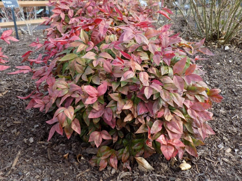 Nandina domácí Blush Pink