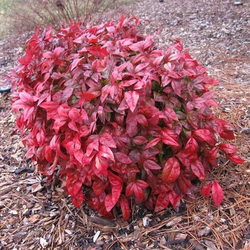 Nandina domácí Blush Pink