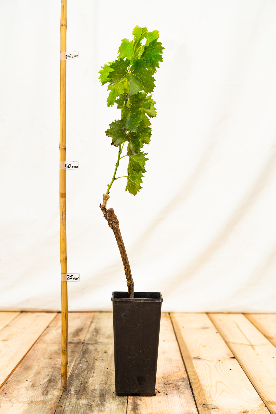 Réva vinná Savilon